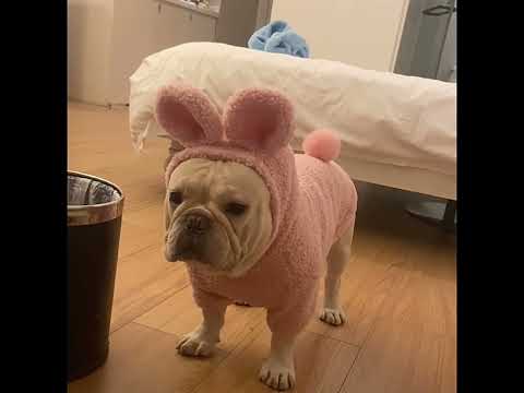 Dog Bunny Hoodie Coat for French Bulldogs by Frenchiely