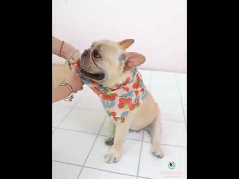 Dog Floral Sunscreen Protection Shirts for Large Dogs by Frenchiely