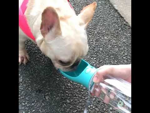 Dog Portable Water Drinking Bottle Bowl Outdoor Feeder