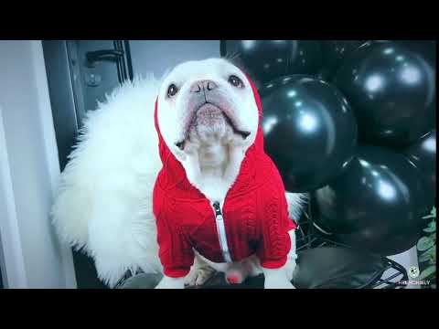 zipper up dog sweater with hood for french bulldogs by Frenchiely