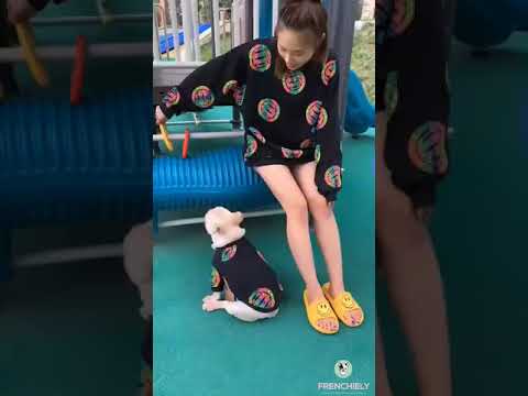 Dog and Human Matching Clothes Outfits