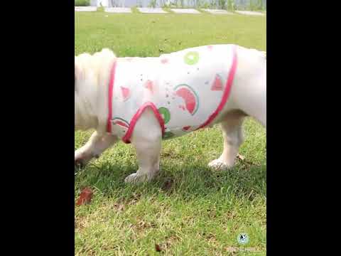 Dog Summer Sun Shield Shirt for flat face dog by Frenchiely 