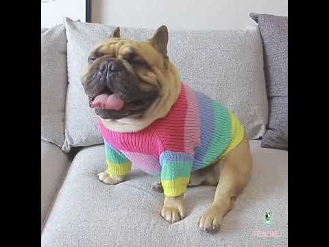 Rainbow Sweater French Bulldog Clothes Patterns by Frenchiely