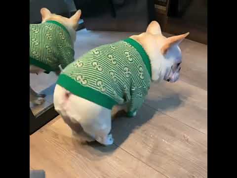 Dog Stylish Green Pullover Sweater by Frenchiely