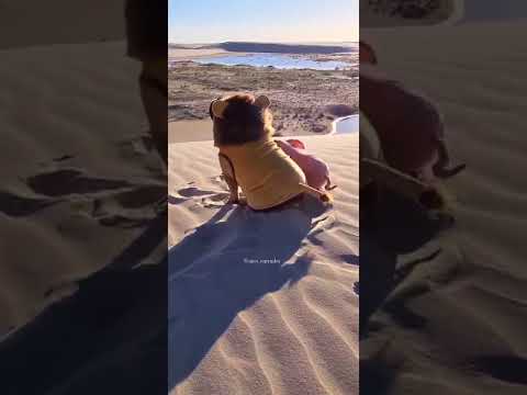 french bulldog lion costume by Frenchiely