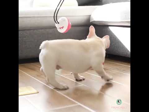 Dog Multifunction Floor Suction Cup Dog Toy Ball by Frenchiely