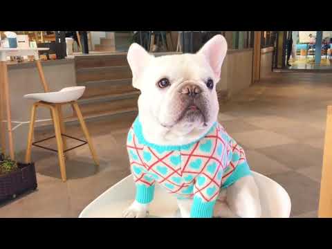 French Bulldog Warm Sweaters Clothes by Frenchiely