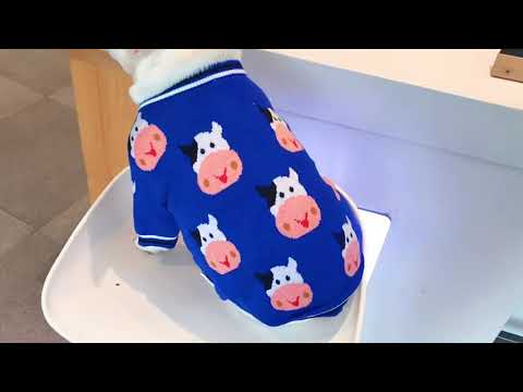 Dog Blue Cow Pullover Sweater for Frenchies by Frenchiely