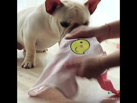 Best Female Pet Dog Heat Sanitary Pants by Frenchiely