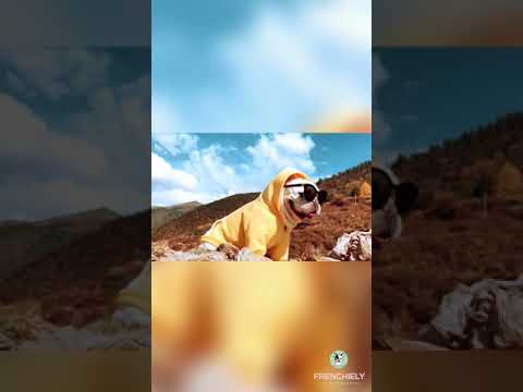 winter zip up hoodies for dogs with pocket by Frenchiely 