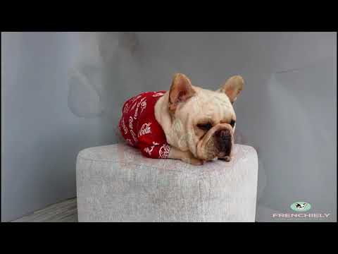 Dog Coca Cola Shirt for Medium Dogs by Frenchiely 