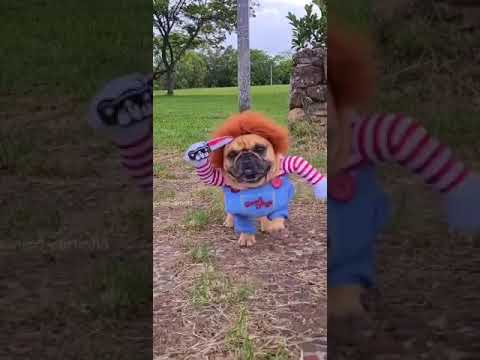Deadly Doll Dog Costume for Medium Sized Dogs