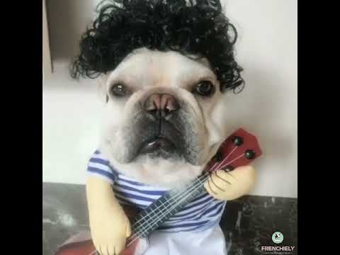 french bulldog costumes dog guitar costume by Frenchiely