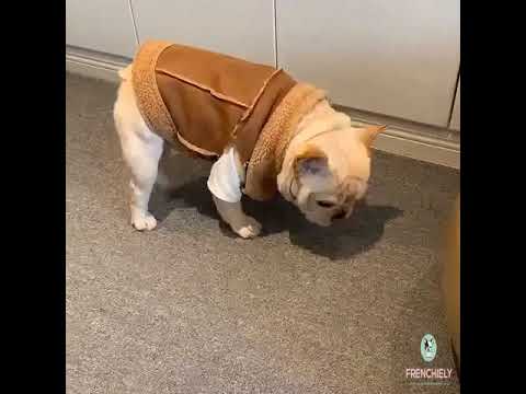 Dog Suede Winter Jacket Coat for Frenchies by Frenchiely