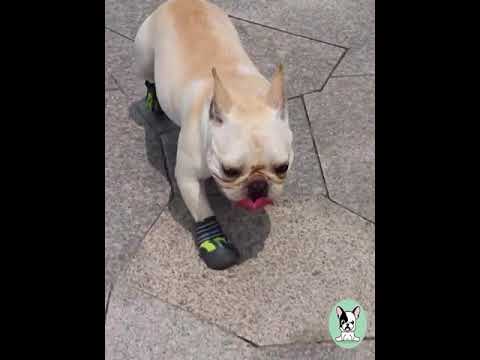 French bulldog snow boots shop