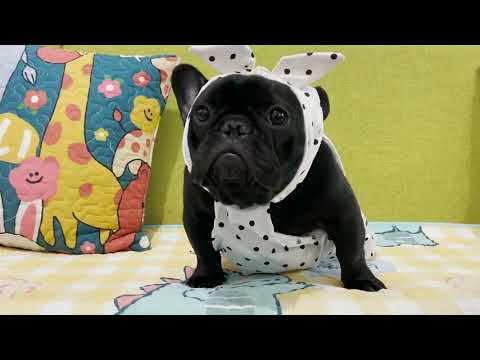 Dog White Polka Dot Dress with Headband by Frenchiely