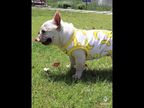 french bulldog shirts for dogs with banana print by Frenchiely