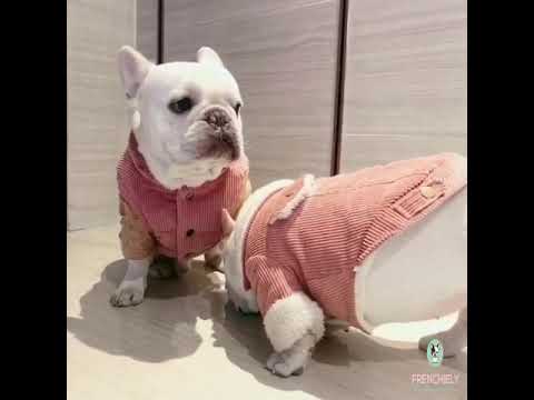 pink fleece dog jacket coat fur collar french bulldog merchandise Frenchiely