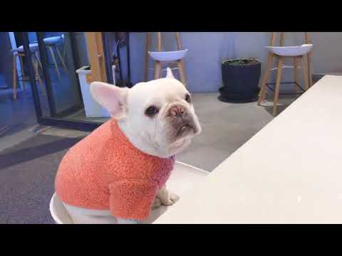 Dog Winter Fluffy Jacket Coat for Frenchies by Frenchiely