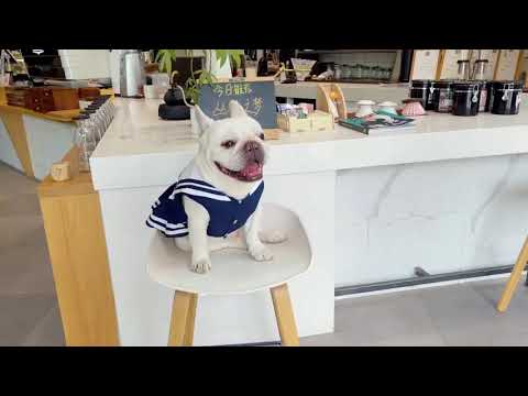 French Bulldog Navy Blue Dress by Frenchiely
