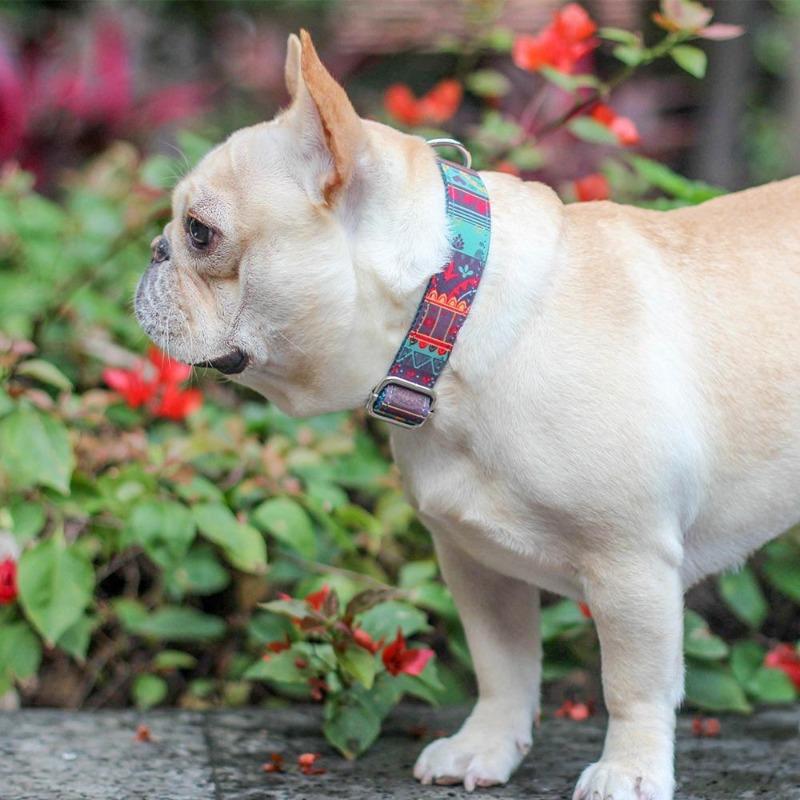 Summer dog collars for medium dogs - Frenchiely