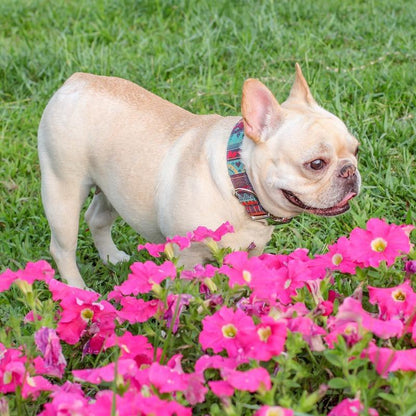 Summer dog collars for medium dogs - Frenchiely
