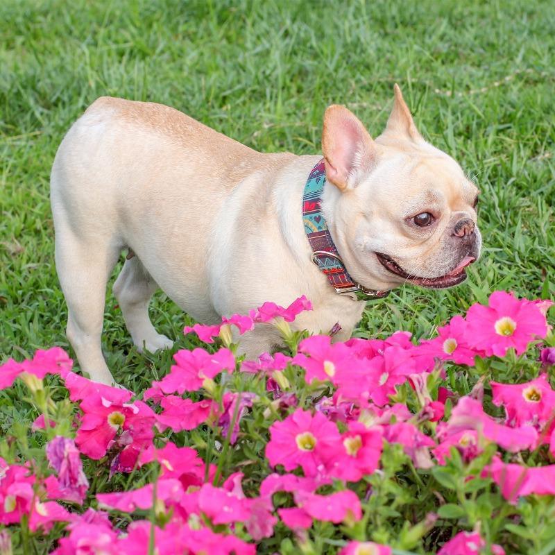 Summer dog collars for medium dogs - Frenchiely