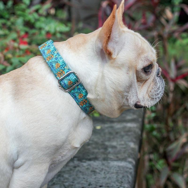 Unique Dog Collar for Small Dogs - Frenchiely