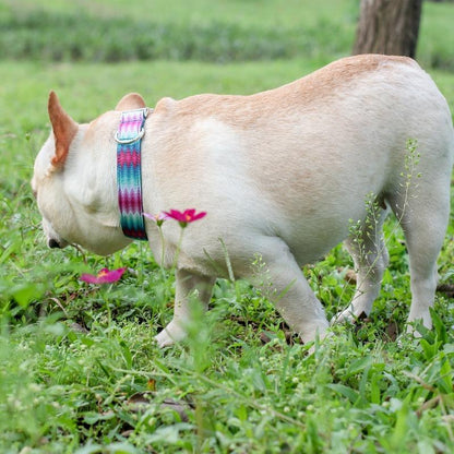 Puppy Dog Collar for French Bulldog - Frenchiely