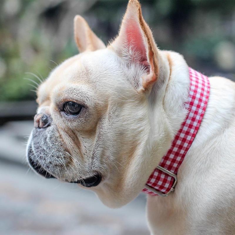 Red Plaid Dog Collar for Medium Dogs - Frenchiely