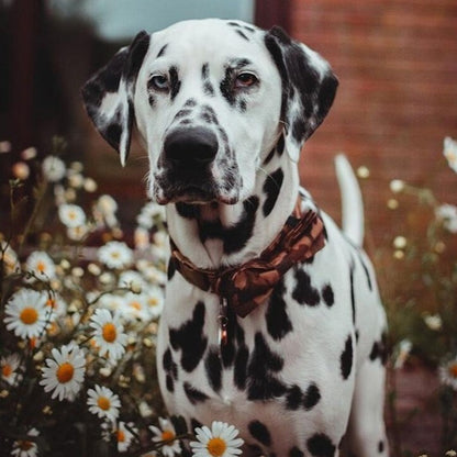 Camouflage Dog Collar Adjustable Bow Tie - Frenchiely