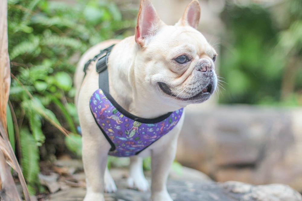 Mermaid dog harness for medium dog - Frenchiely