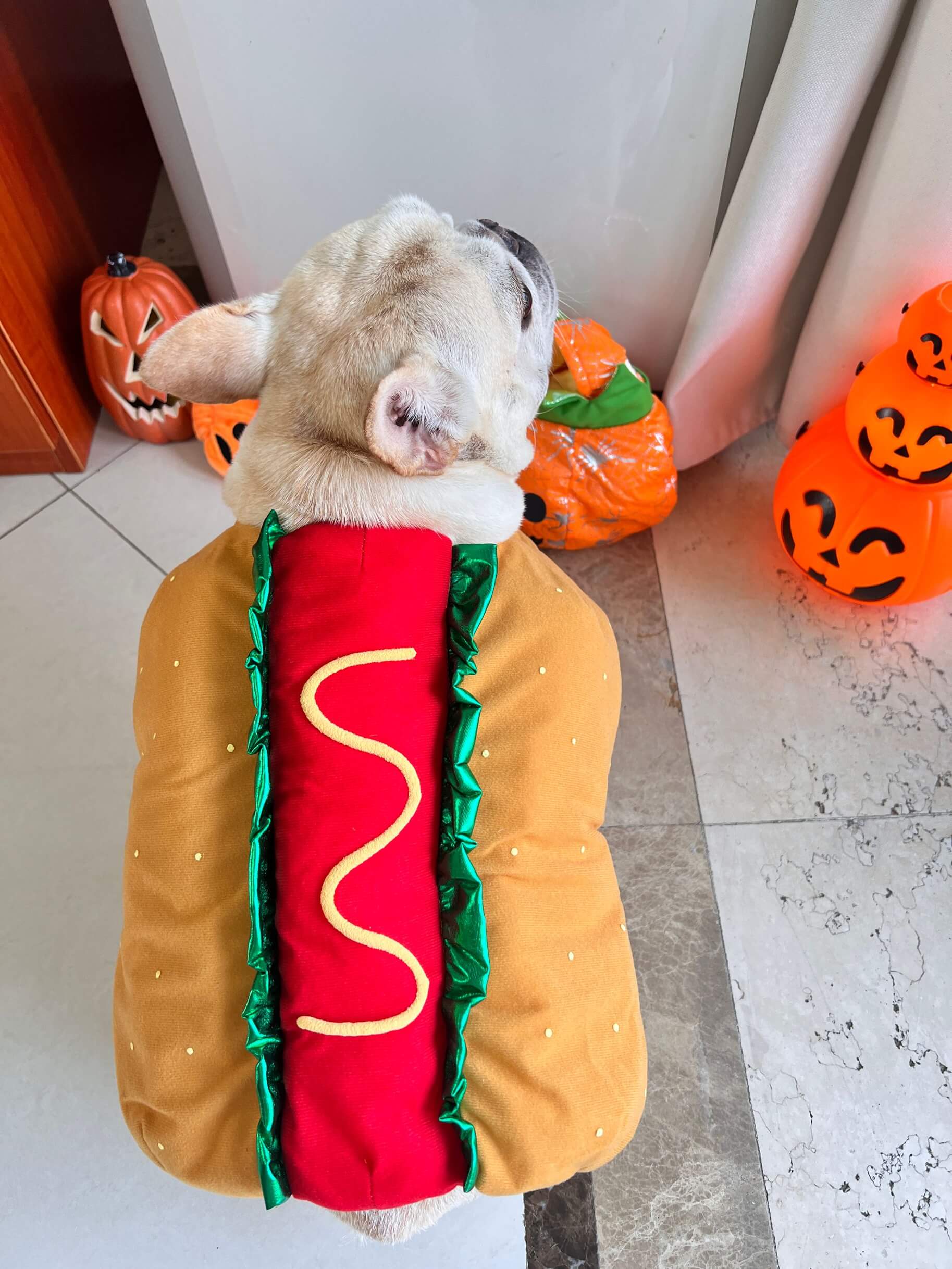 dog wearing hot dog costume by Frenchiely