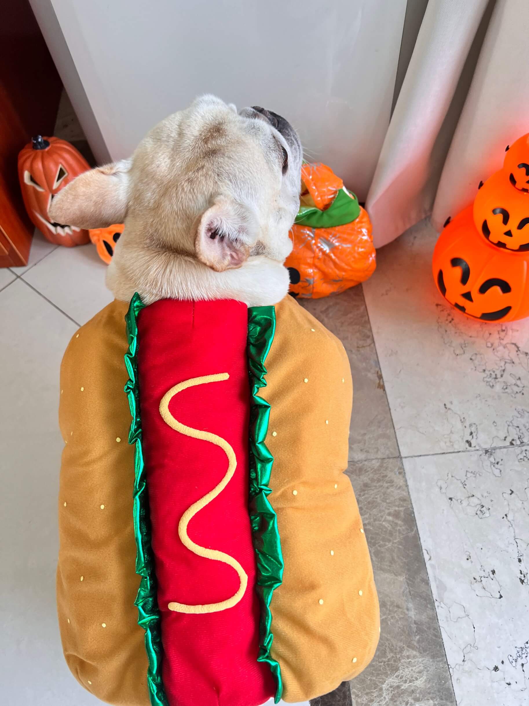 dog hot dog costume large for Halloween