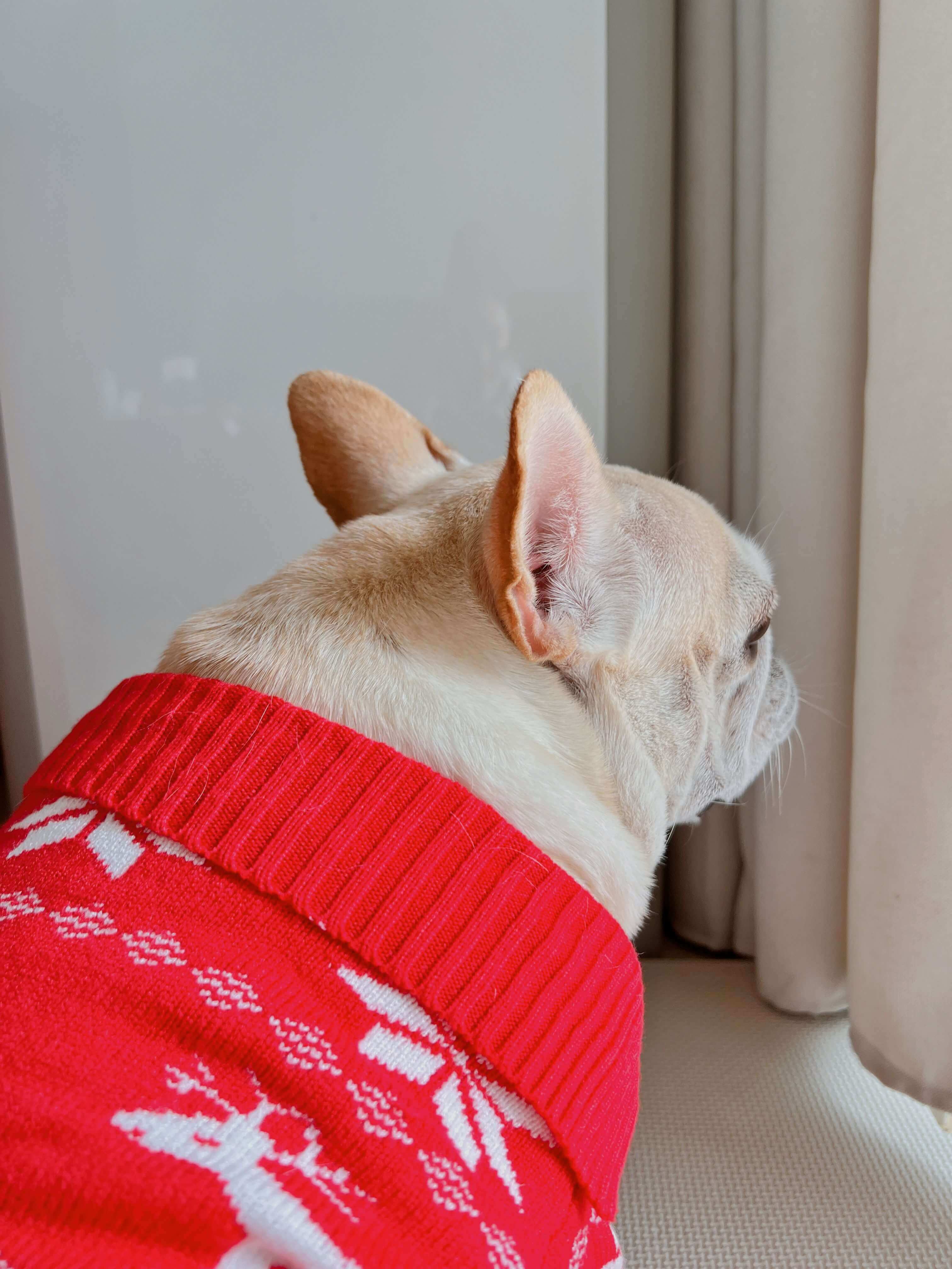 Dog red Christmas outfits sweater for small medium dogs by Frenchiely