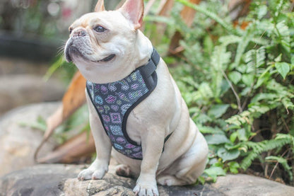 reversible dog harnesses for french bulldogs - Frenchiely