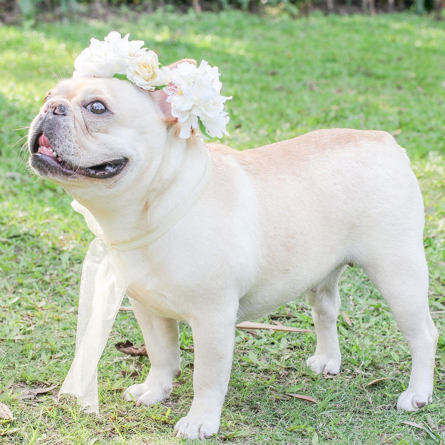 Dog Wedding Garland for Medium Dogs - Frenchiely